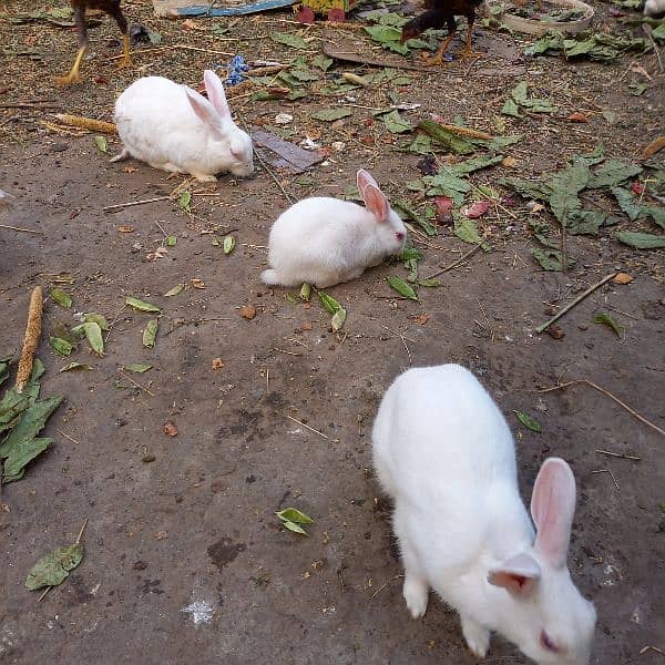 rabbits fr sale 2