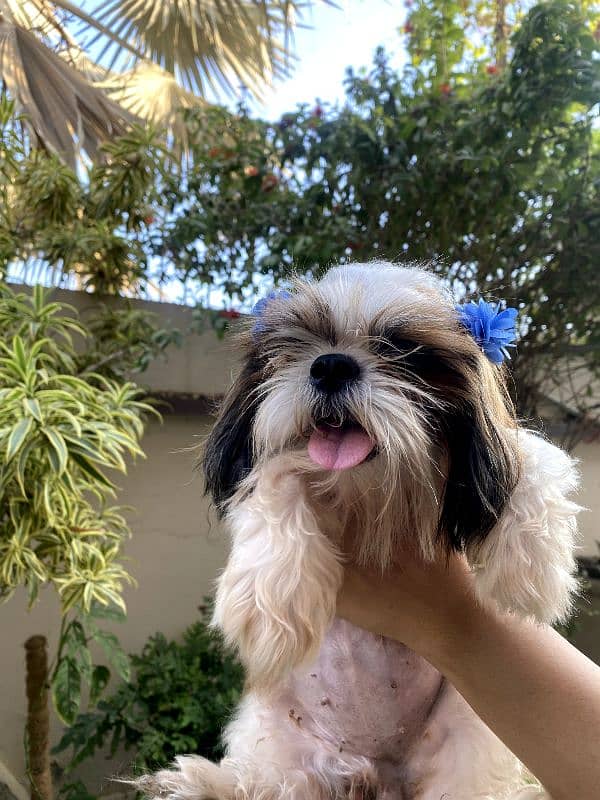 dog for sale/shihtzu/female dog/pedigree 0