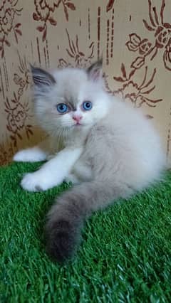 high quality|Punch face Kittens|persian cat|cute|tripple|himalayan cat