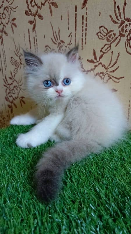 high quality|Punch face Kittens|persian cat|cute|tripple|himalayan cat 0