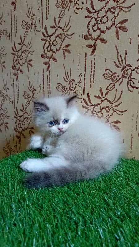 high quality|Punch face Kittens|persian cat|cute|tripple|himalayan cat 1