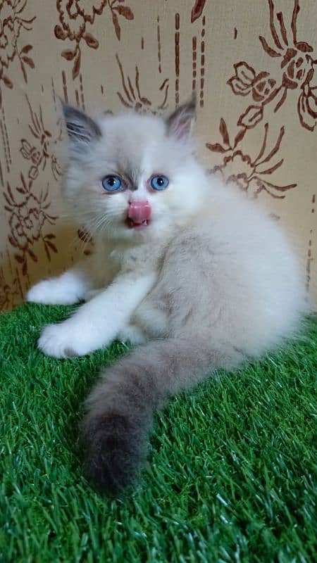 high quality|Punch face Kittens|persian cat|cute|tripple|himalayan cat 2