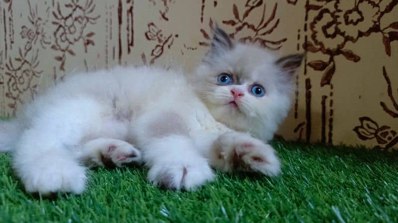 high quality|Punch face Kittens|persian cat|cute|tripple|himalayan cat 3