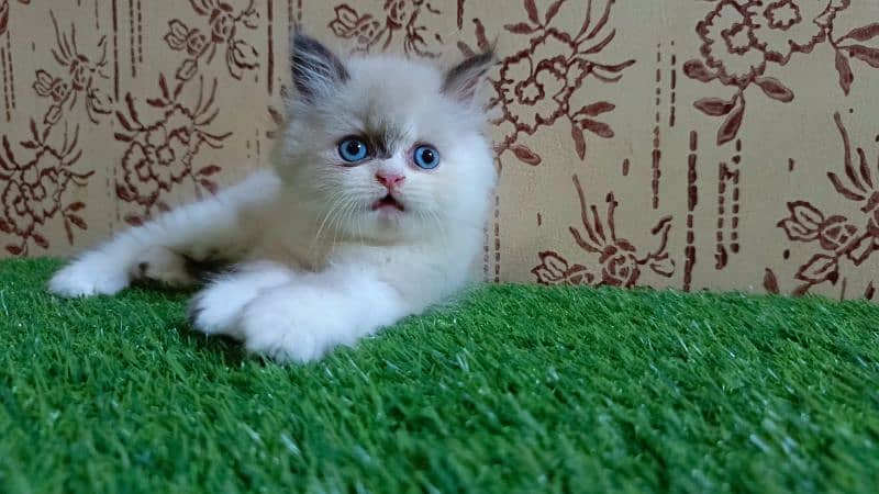 high quality|Punch face Kittens|persian cat|cute|tripple|himalayan cat 4