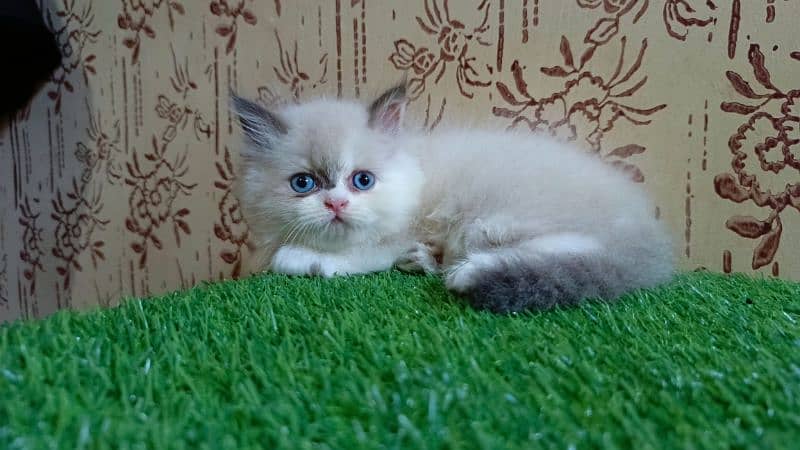 high quality|Punch face Kittens|persian cat|cute|tripple|himalayan cat 6