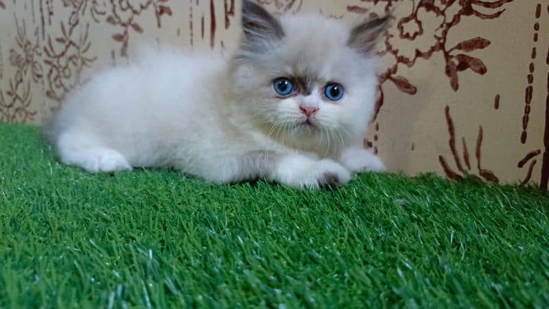 high quality|Punch face Kittens|persian cat|cute|tripple|himalayan cat 7