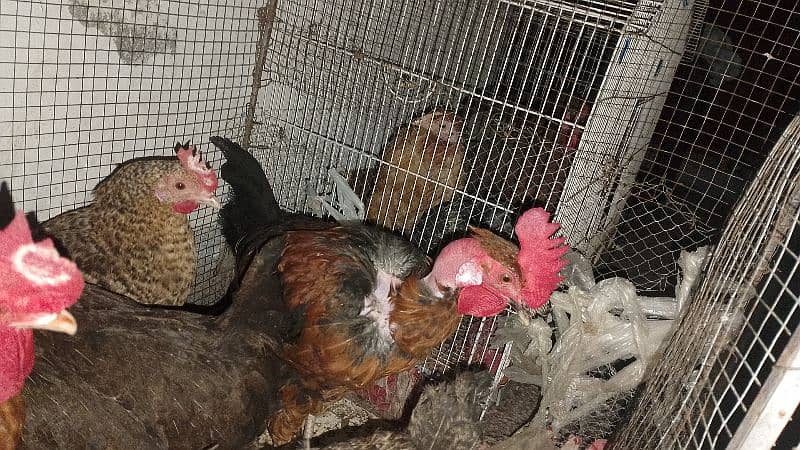 hens masri . . . 1400 per price 3