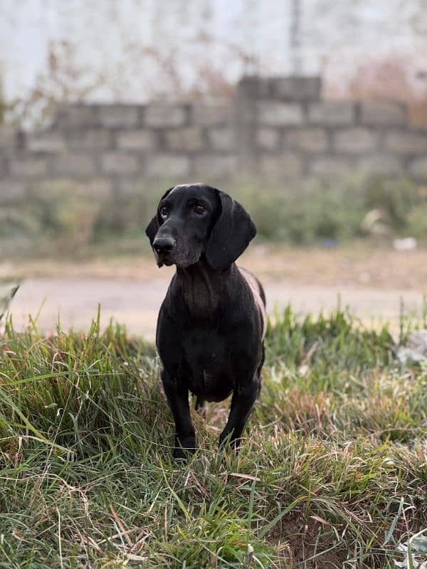 Male Dachshund up for sale 0