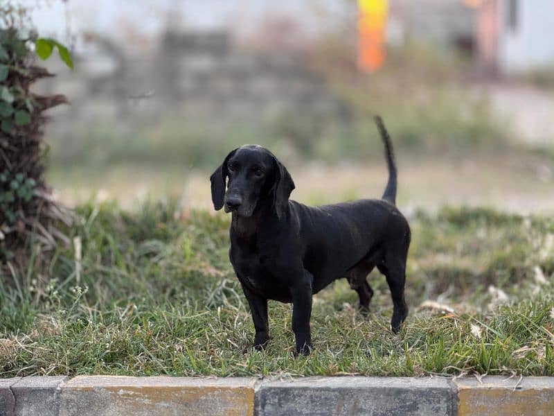 Male Dachshund up for sale 1