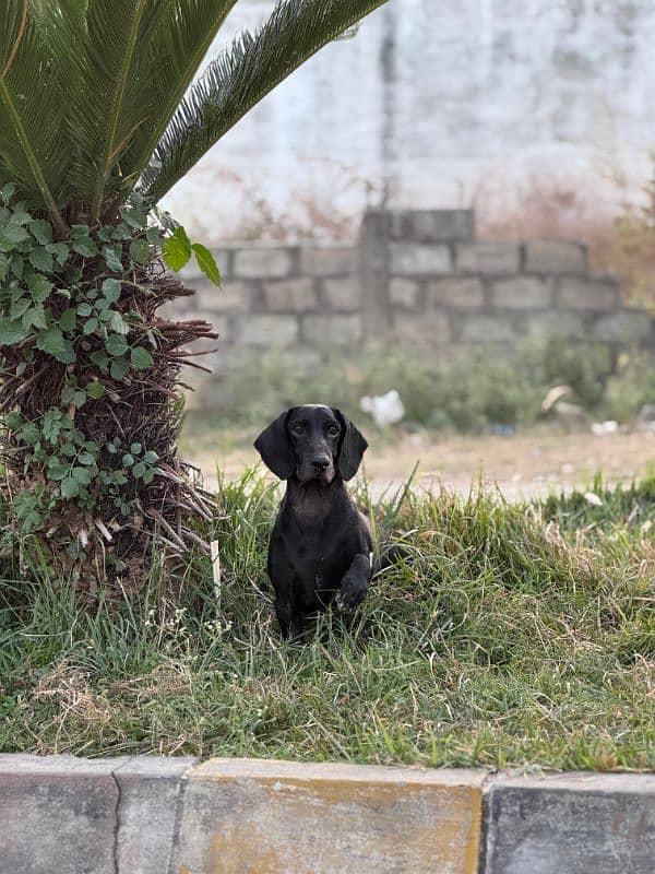 Male Dachshund up for sale 2