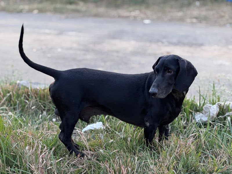 Male Dachshund up for sale 3