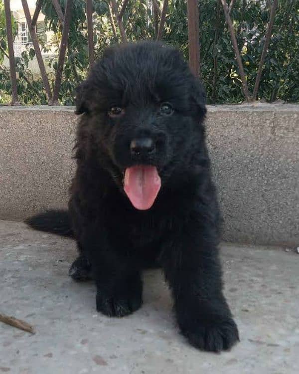 black German shepherd long cot male 0