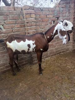 Pure ambarsari nagri bakri for sale with 2.5 month male female kids