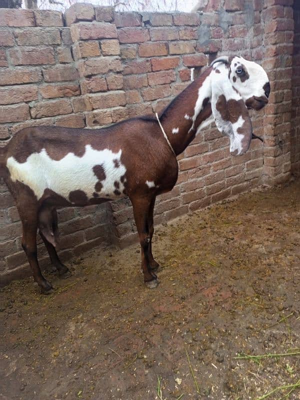 Pure ambarsari nagri bakri for sale with 2.5 month male female kids 1