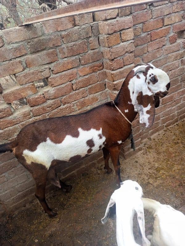 Pure ambarsari nagri bakri for sale with 2.5 month male female kids 3