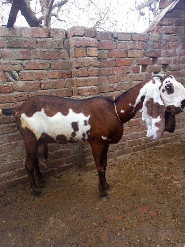 Pure ambarsari nagri bakri for sale with 2.5 month male female kids 4