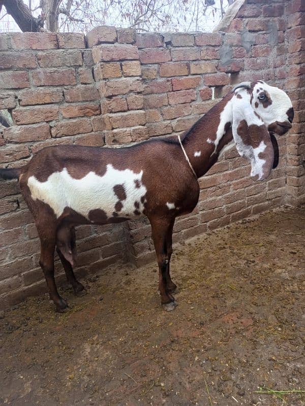 Pure ambarsari nagri bakri for sale with 2.5 month male female kids 5