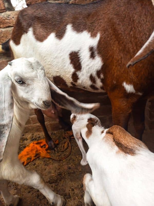 Pure ambarsari nagri bakri for sale with 2.5 month male female kids 6