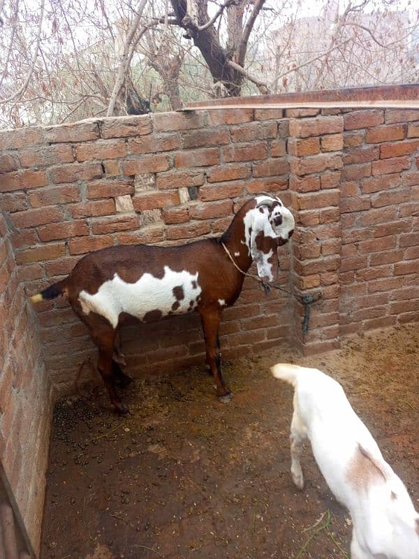 Pure ambarsari nagri bakri for sale with 2.5 month male female kids 7