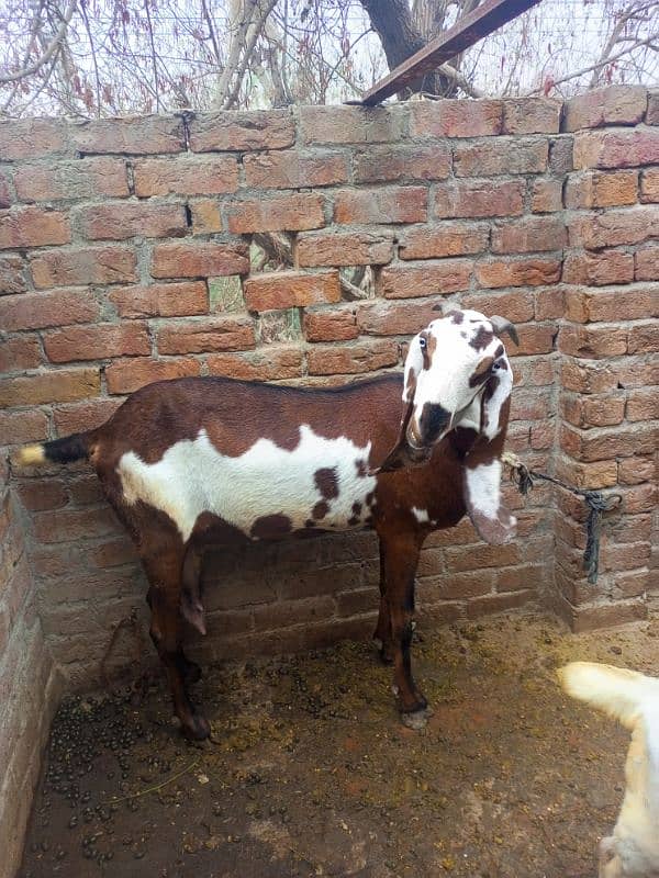 Pure ambarsari nagri bakri for sale with 2.5 month male female kids 8