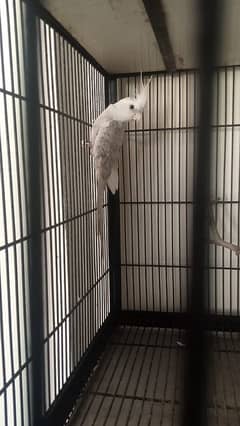 Cockatiel Parrot