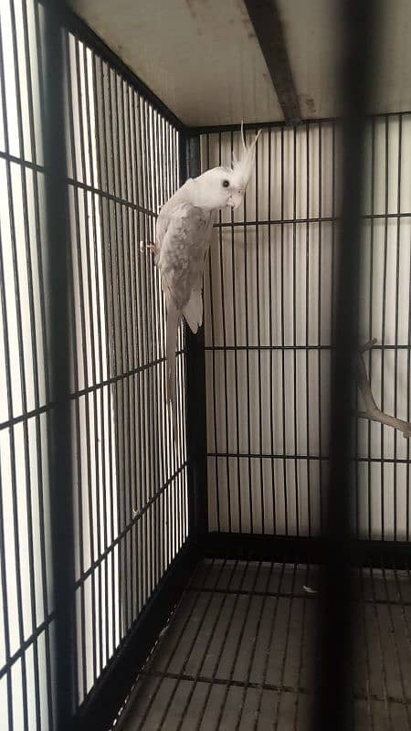 Cockatiel Parrot 0