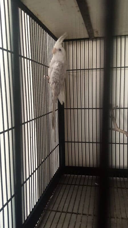 Cockatiel Parrot 2