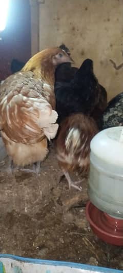 golden misri hens