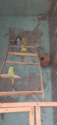 Australian parrots for sale. . .