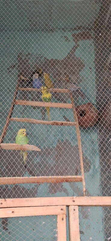 Australian parrots for sale. . . 0