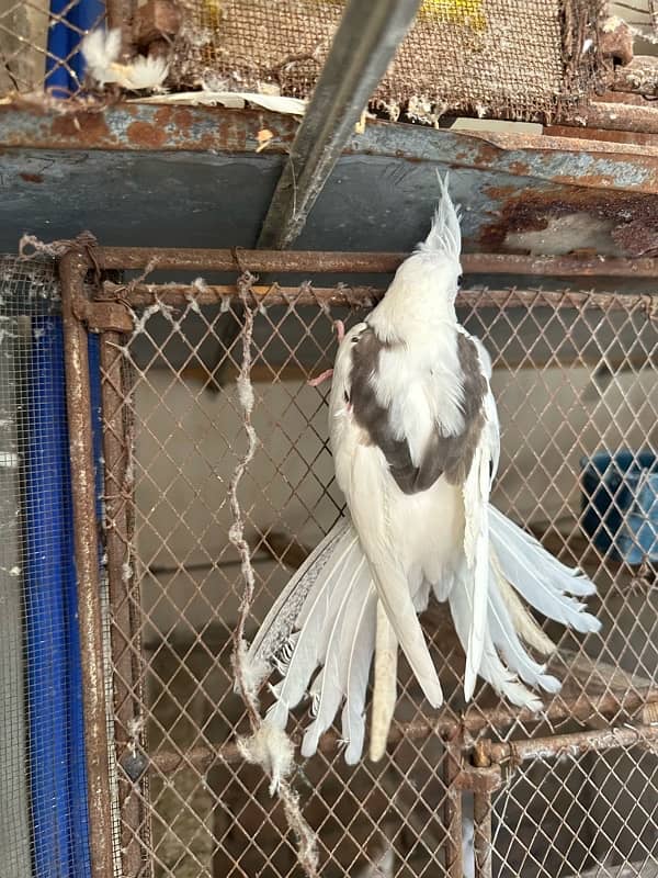 V pied Female 2