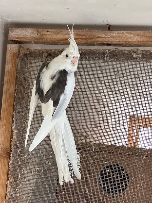 V pied Female 3