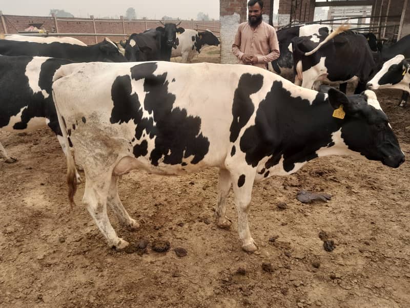 Friesian Cross Cows for sale 0