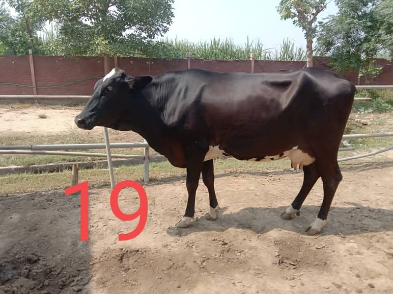 Friesian Cross Cows for sale 3