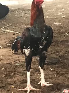 Lakha murga breeder + rooster