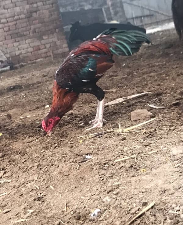 Lakha murga breeder + rooster 3