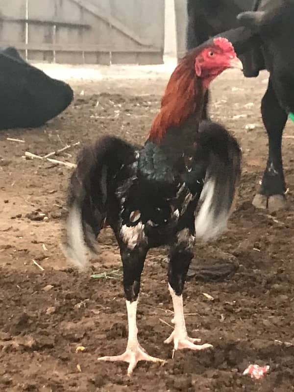 Lakha murga breeder + rooster 4