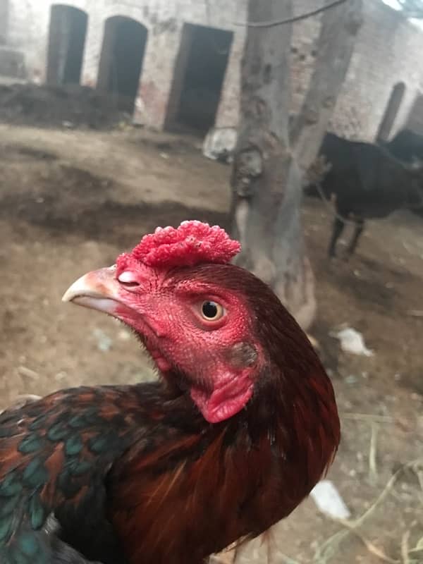 Lakha murga breeder + rooster 5