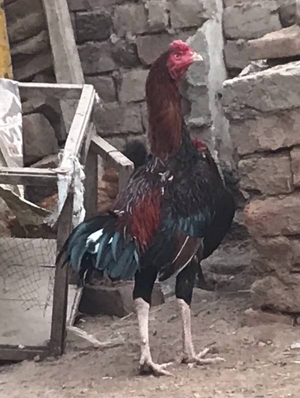 Lakha murga breeder + rooster 7