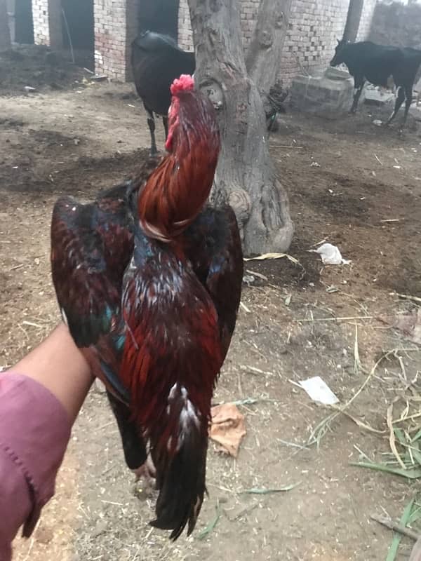 Lakha murga breeder + rooster 8