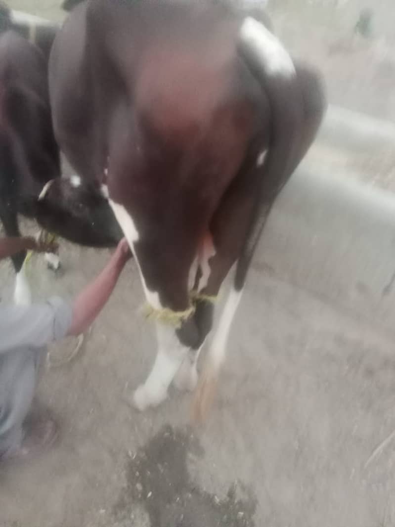 cow for sale 1