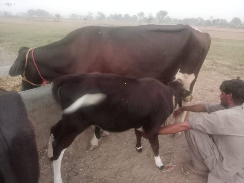 cow for sale 2