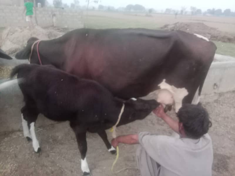 cow for sale 4