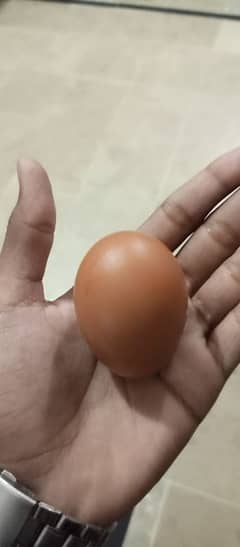 Desi Eggs