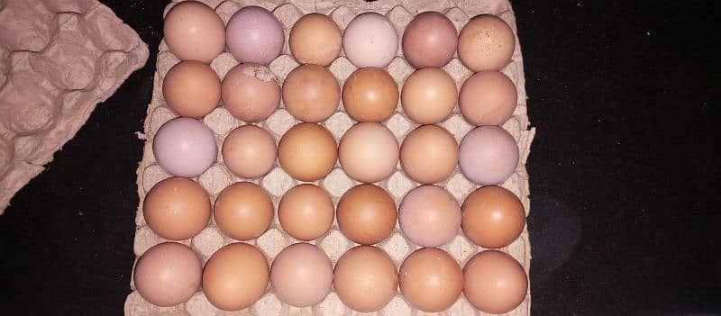 Desi Eggs 1