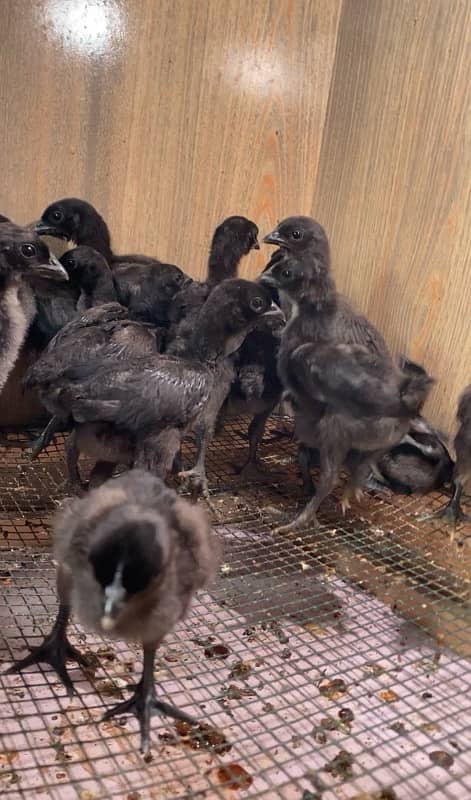 Ayam Cemani Pure European Breed 1