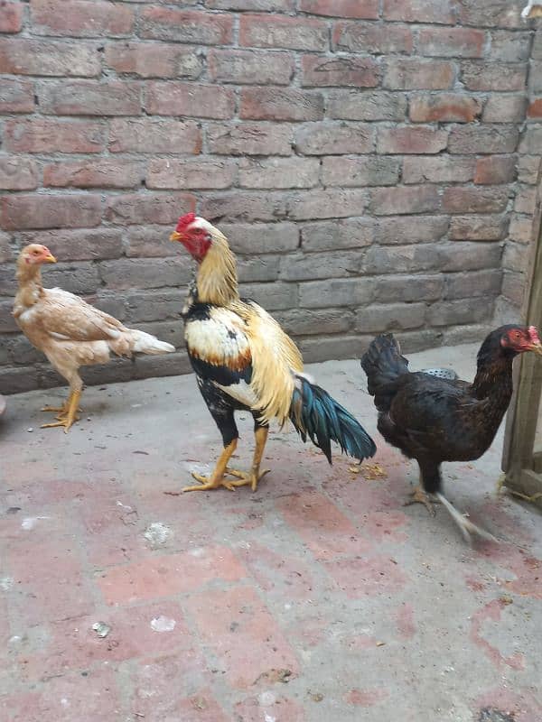 aseel pair + 1 desi hen adult 0