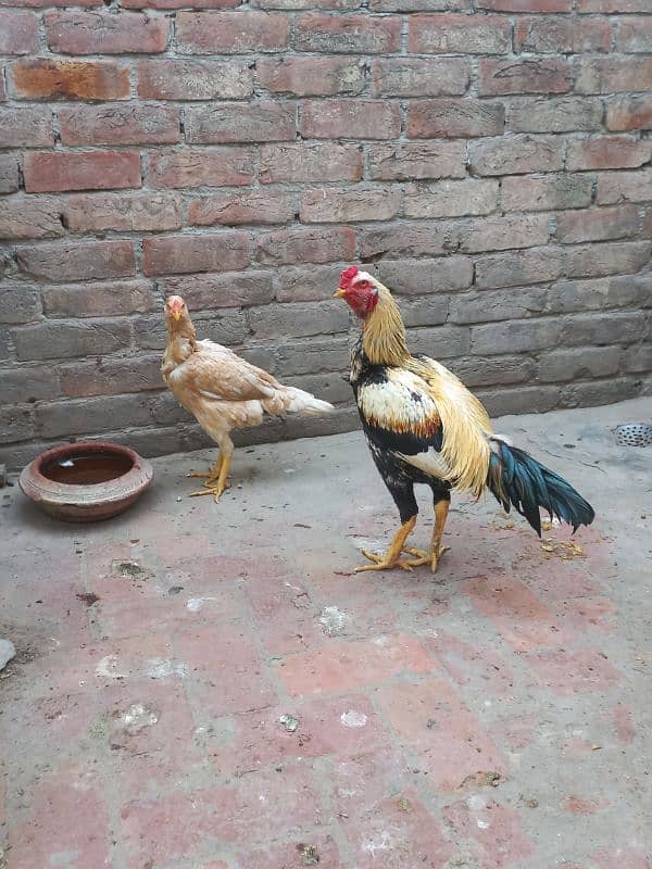 aseel pair + 1 desi hen adult 1