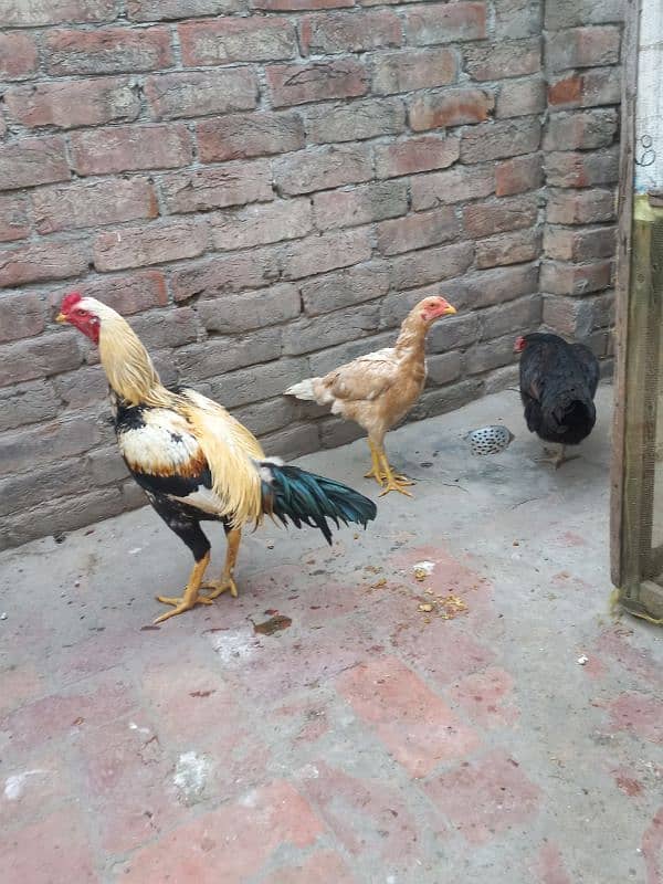 aseel pair + 1 desi hen adult 2