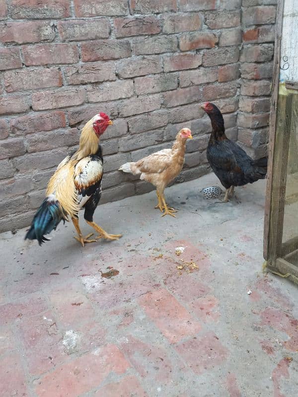 aseel pair + 1 desi hen adult 3